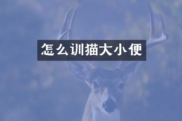 怎么训猫大小便