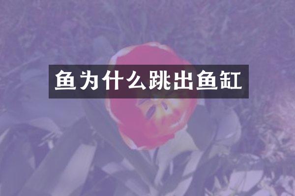 鱼为什么跳出鱼缸