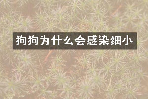 狗狗为什么会感染细小