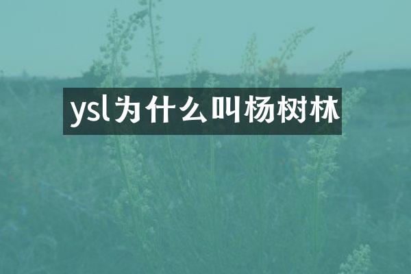 ysl为什么叫杨树林