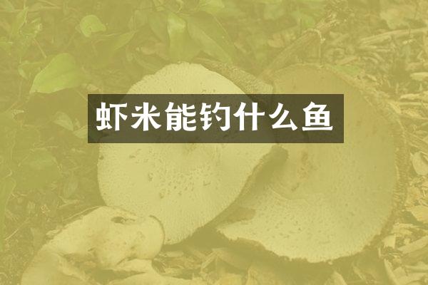 虾米能钓什么鱼