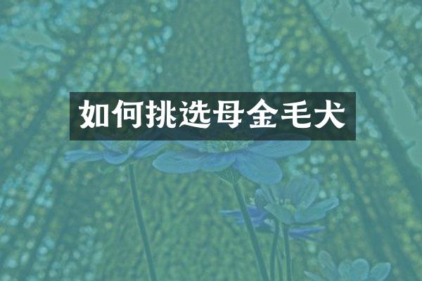 如何挑选母金毛犬