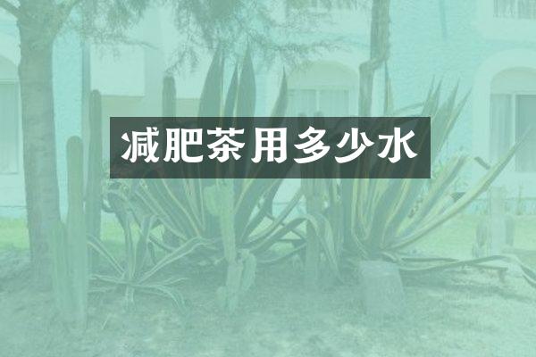 减肥茶用多少水
