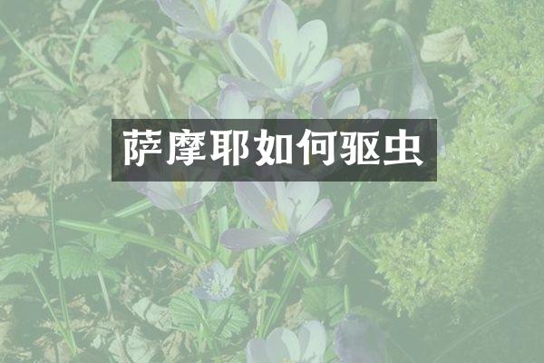 萨摩耶如何驱虫