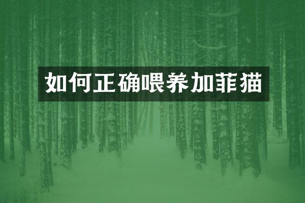 如何正确喂养加菲猫