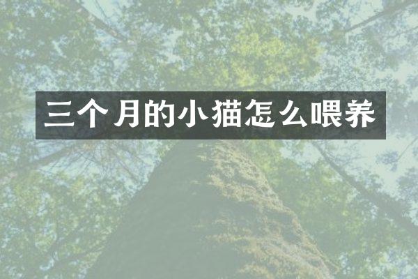 三个月的小猫怎么喂养