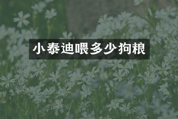 小泰迪喂多少狗粮