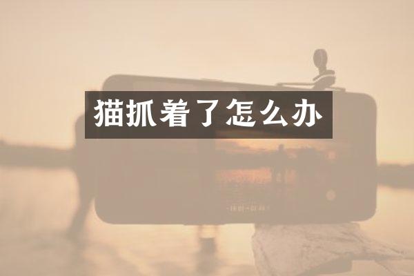 猫抓着了怎么办