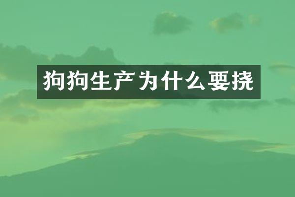 狗狗生产为什么要挠
