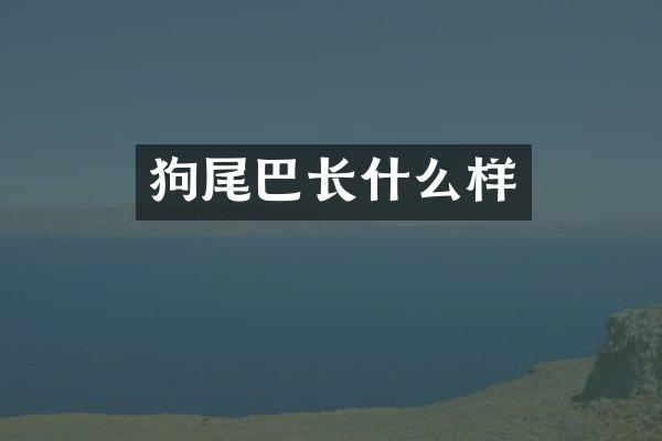 狗尾巴长什么样