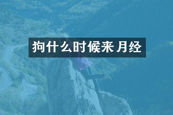 狗什么时候来月经