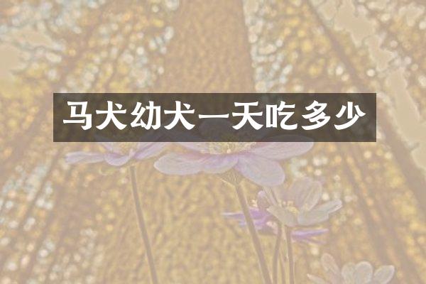 马犬幼犬一天吃多少