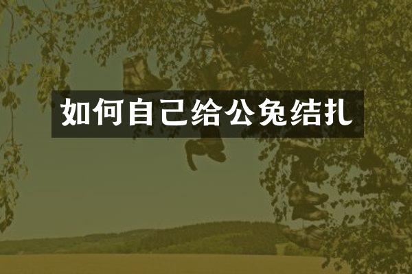 如何自己给公兔结扎