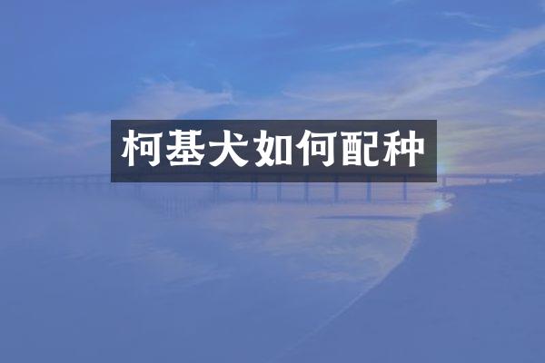 柯基犬如何配种