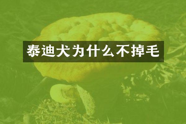 泰迪犬为什么不掉毛