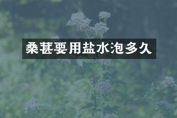 桑葚要用盐水泡多久