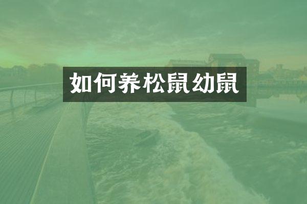 如何养松鼠幼鼠