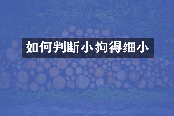 如何判断小狗得细小