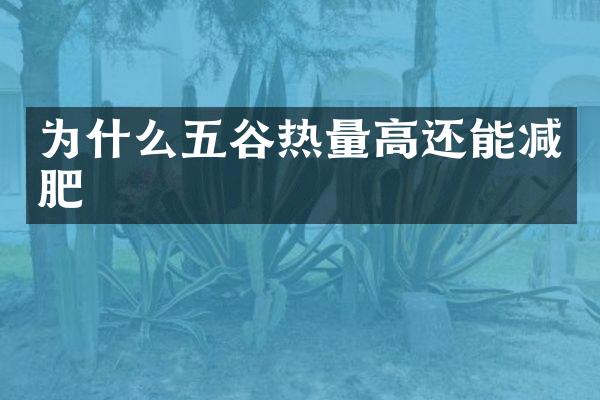 为什么五谷热量高还能减肥