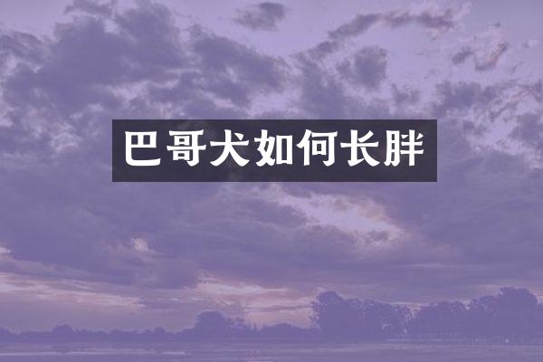 巴哥犬如何长胖