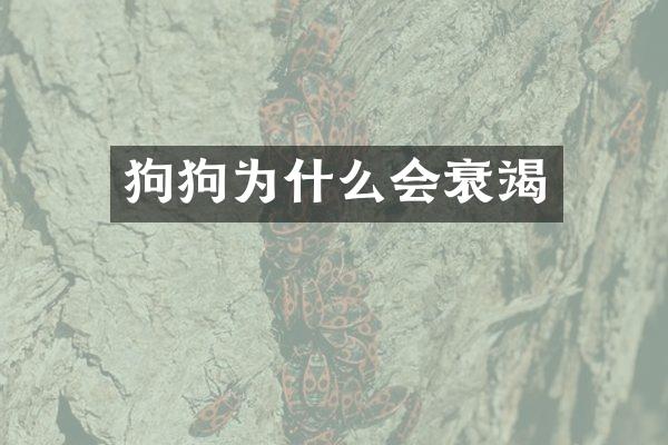 狗狗为什么会衰竭