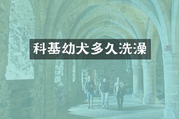 科基幼犬多久洗澡