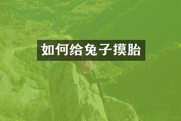 如何给兔子摸胎