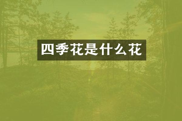 四季花是什么花