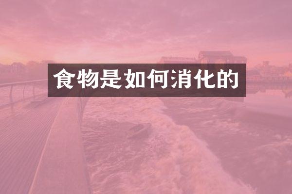 食物是如何消化的