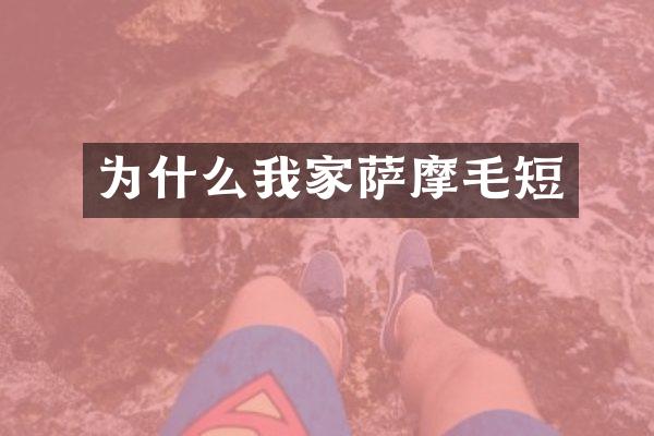 为什么我家萨摩毛短