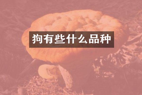 狗有些什么品种