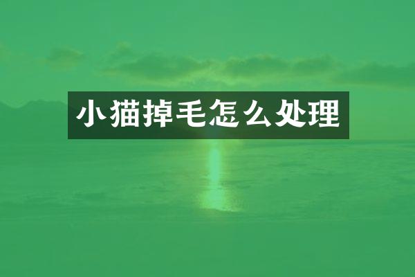小猫掉毛怎么处理