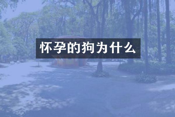 怀孕的狗为什么