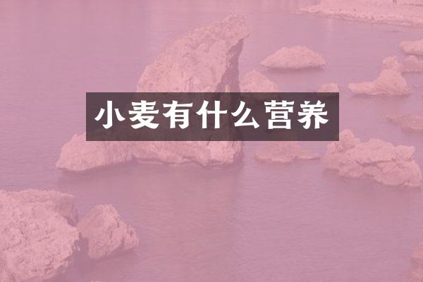 小麦有什么营养