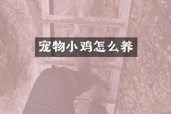 宠物小鸡怎么养