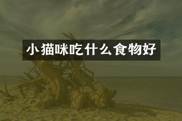 小猫咪吃什么食物好