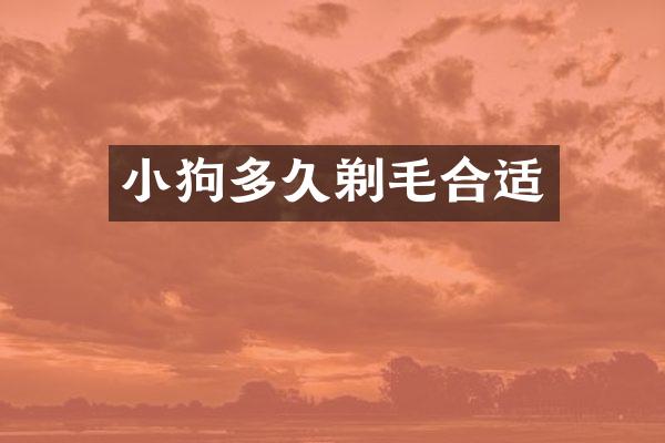 小狗多久剃毛合适