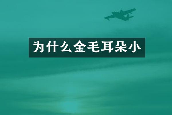 为什么金毛耳朵小