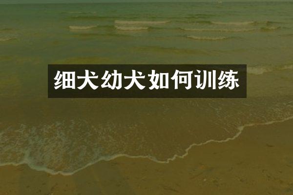 细犬幼犬如何训练