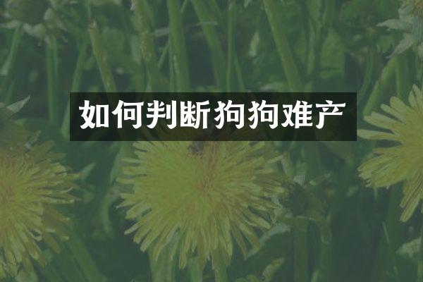 如何判断狗狗难产