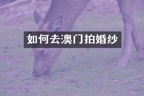 如何去澳门拍婚纱