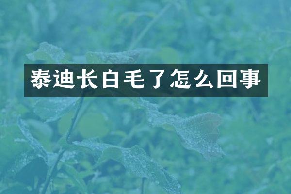 泰迪长白毛了怎么回事