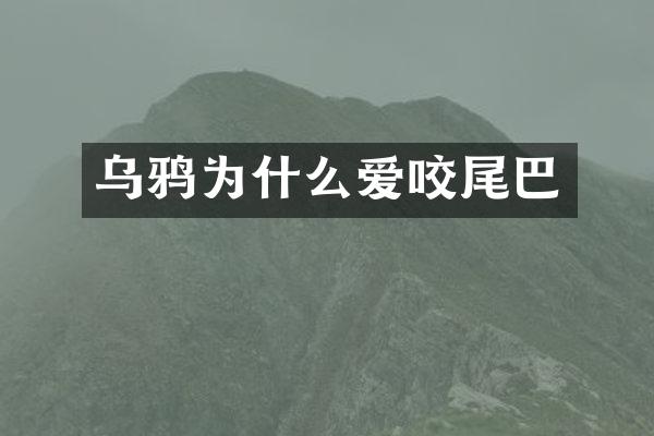 乌鸦为什么爱咬尾巴