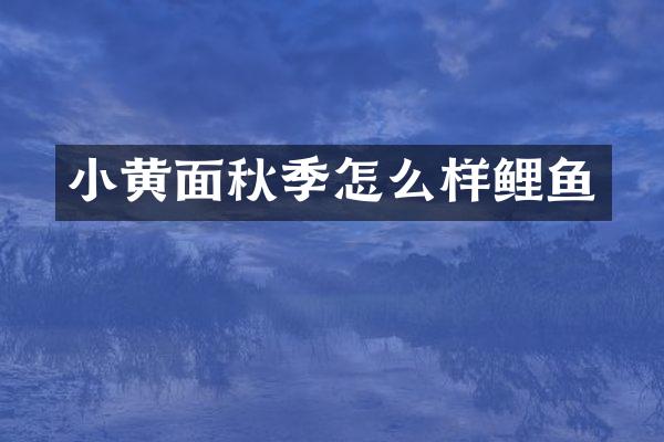 小黄面秋季怎么样鲤鱼