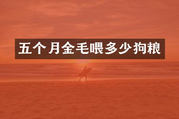 五个月金毛喂多少狗粮
