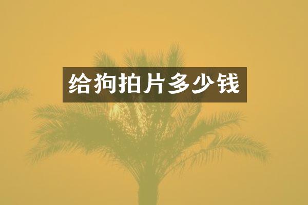 给狗拍片多少钱