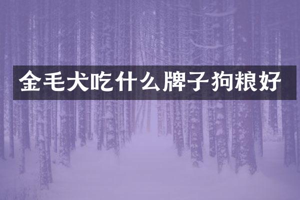 金毛犬吃什么牌子狗粮好