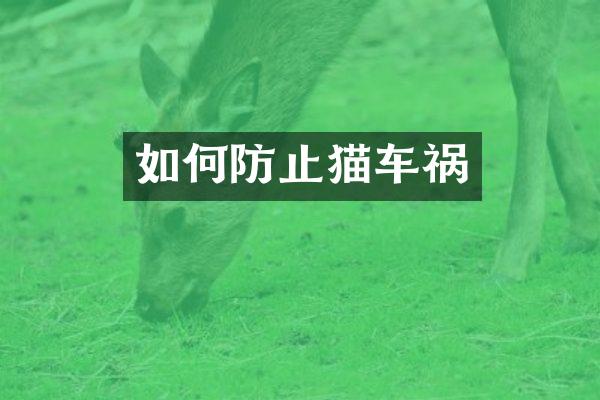 如何防止猫车祸