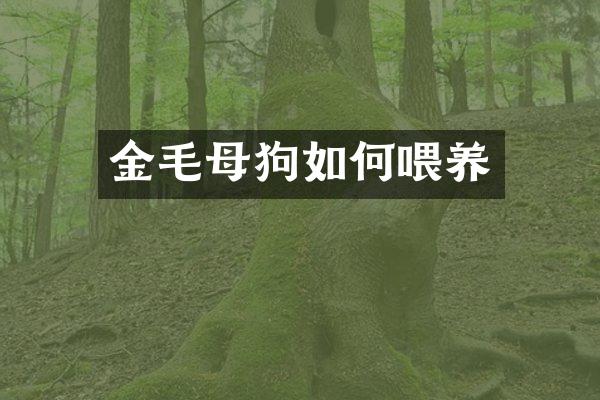 金毛母狗如何喂养