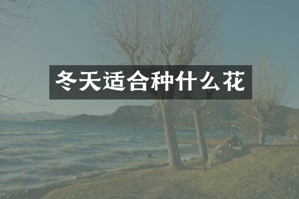 冬天适合种什么花